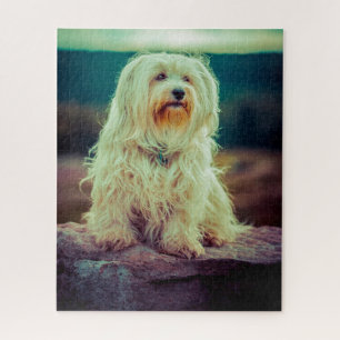 Havaneser Hund.