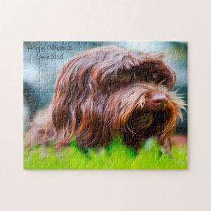 Havaneser Hund.