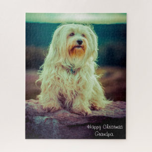 Havaneser Hund.