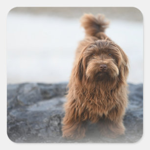 Havanischer Hund, Tier, Kanine Quadratischer Aufkleber