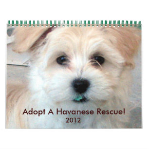 Havanna Rescue Puppies Kalender 2012