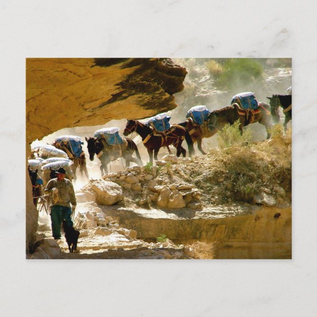 Havasu Canyon Pack Train Postkarte (Vorderseite)