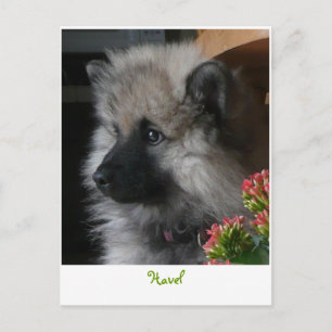 Havel arrive en Amérique Carte postale