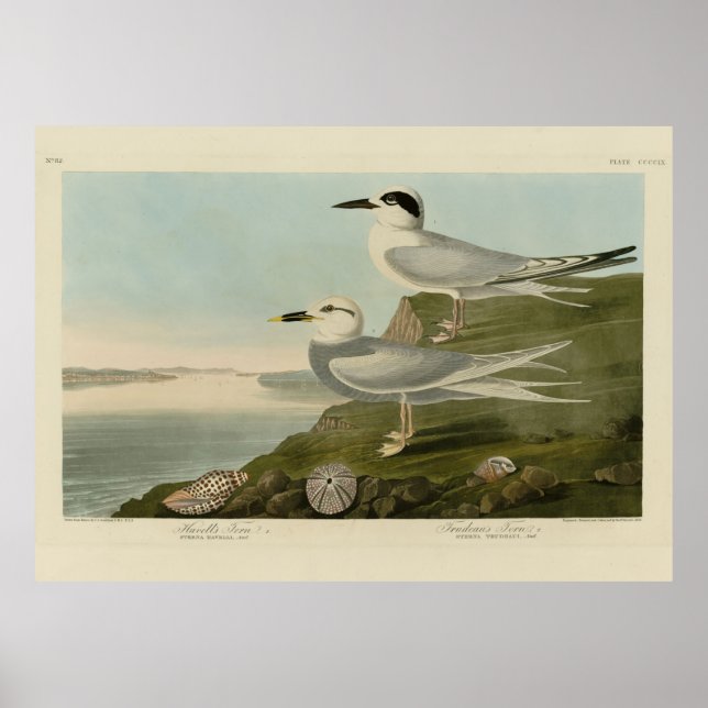 Havell's & Trudeau's Tern Audubon Birds of America Poster (Vorne)