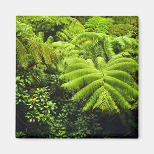 Hawaii, Big Island, Üppige tropische Vegetation in Magnet