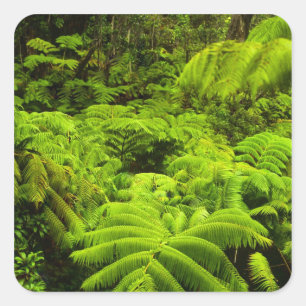 Hawaii, Big Island, Üppige tropische Vegetation in Quadratischer Aufkleber