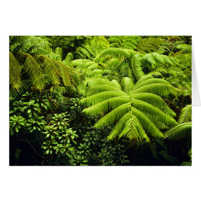 Hawaii, Big Island, Végétation tropicale luxuriant (Devant horizontal)