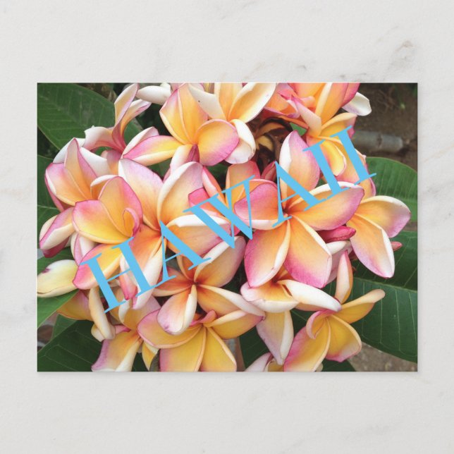 Hawaii-Blume für alle Postkarte (Vorderseite)