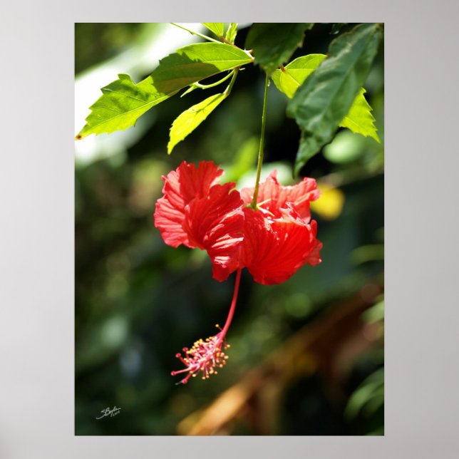 Hawaii botanicals 9b poster (Vorne)
