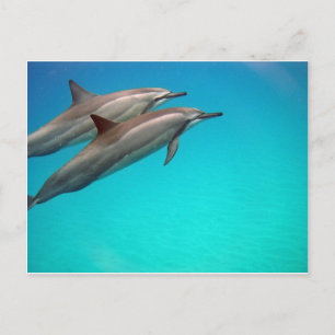 Hawaii Dolphins Postkarte