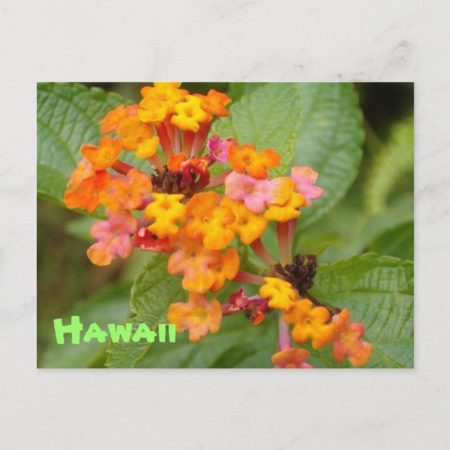 Hawaii Flower Postkarte (Vorderseite)