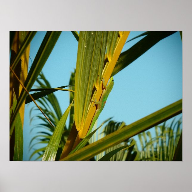 Hawaii-Gecko-Palmenposter Poster (Vorne)