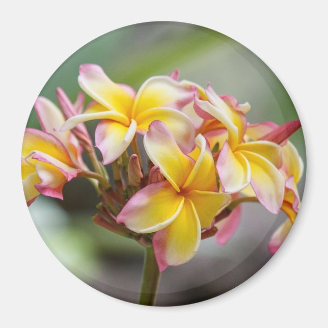 Hawaii Gelbe Rosa Plumeria Blume Magnet (Vorne)