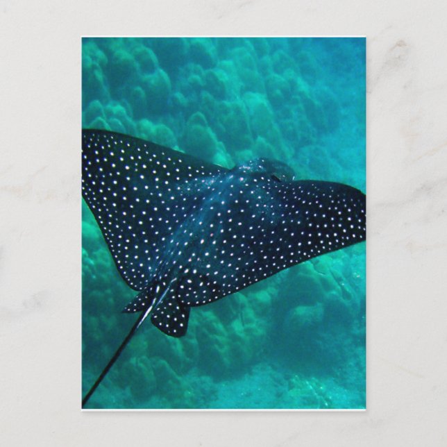 Hawaii Gepunktet Eagle Ray Postkarte (Vorderseite)