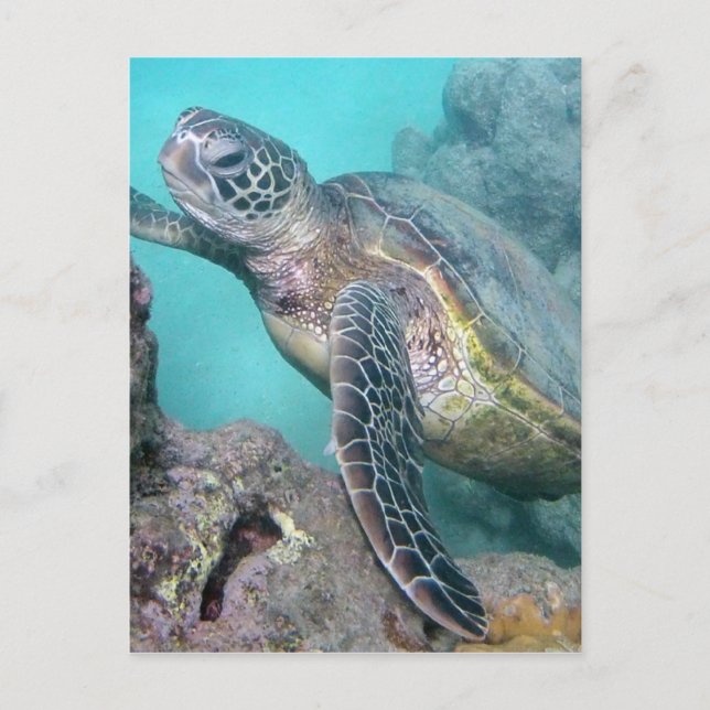 Hawaii Green Sea Turtle Postkarte (Vorderseite)