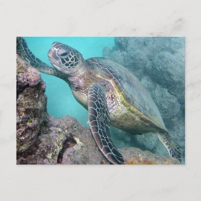 Hawaii Green Sea Turtle Postkarte (Vorderseite)