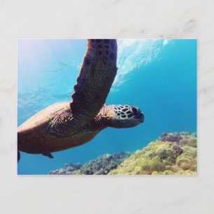 Hawaii Green Sea Turtle Postkarte
