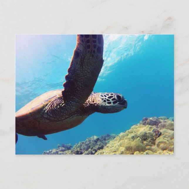 Hawaii Green Sea Turtle Postkarte (Vorderseite)