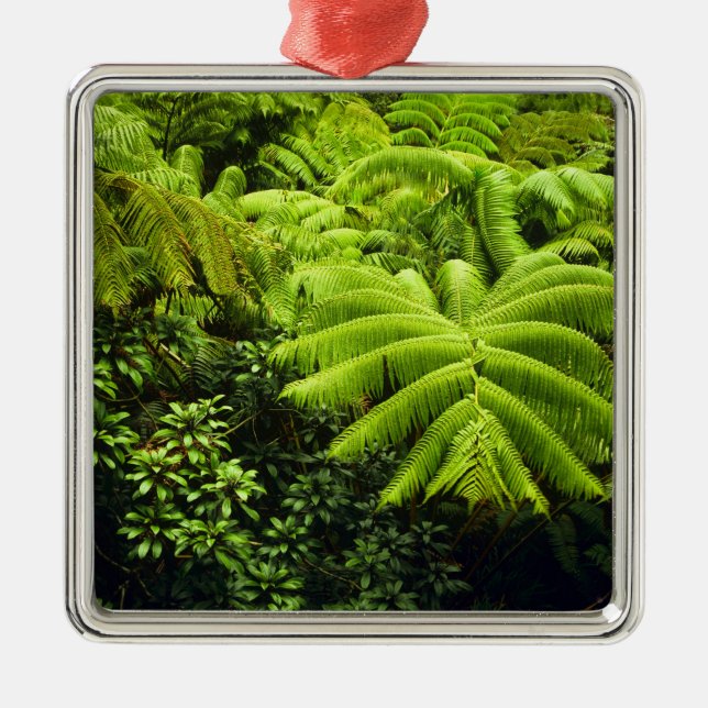 Hawaii, Große Insel, üppige tropische Vegetation i Silbernes Ornament (Vorne)