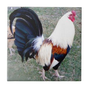 Hawaii Hanauma Bay Rooster Fliese