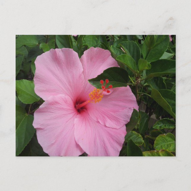 Hawaii Hibiskus Blume Postkarte (Vorderseite)