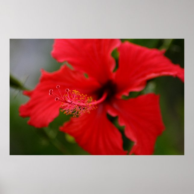 Hawaii-Hibiskus Poster (Vorne)