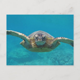 Hawaii Honu Postkarte