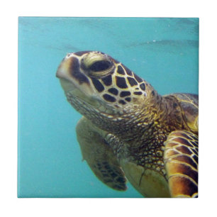 Hawaii Honu Turtle Fliese
