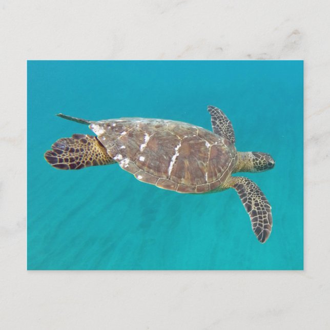 Hawaii Honu Turtle Postkarte (Vorderseite)