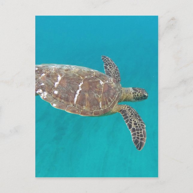 Hawaii Honu Turtle Postkarte (Vorderseite)