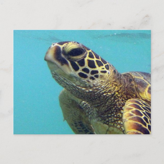 Hawaii Honu Turtle Postkarte (Vorderseite)