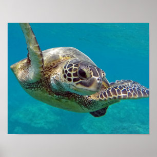 Hawaii-Inseln Meeresschildkröte Poster