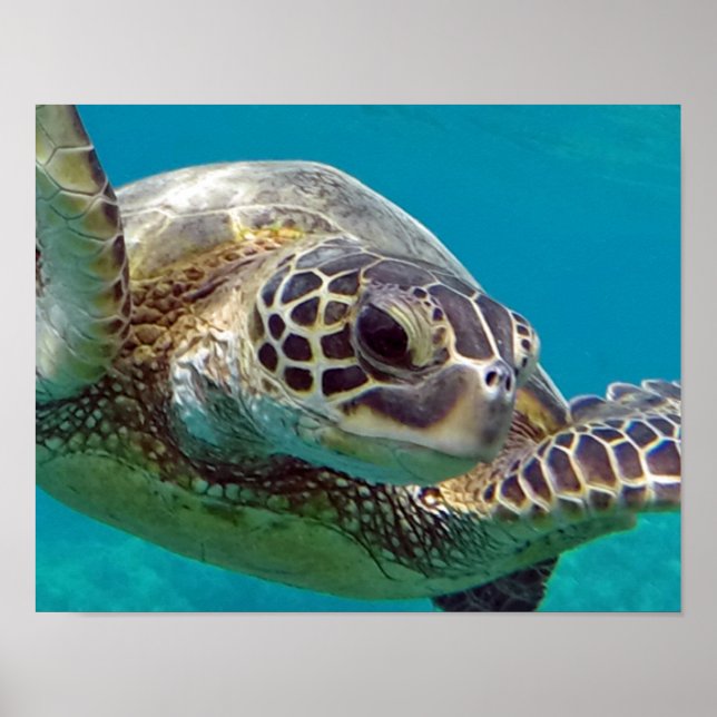 Hawaii Islands Sea Turtle Poster (Vorne)