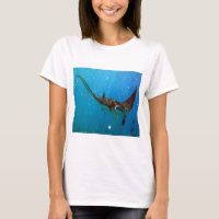 Hawaii-Mantarochen