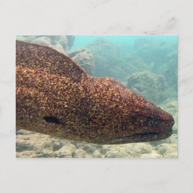 Hawaii Moray Eel Postkarte (Vorderseite)