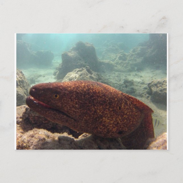 Hawaii Moray Eel Postkarte (Vorderseite)