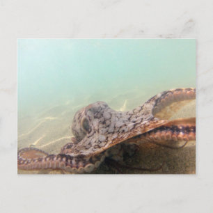 Hawaii Octopus Postkarte