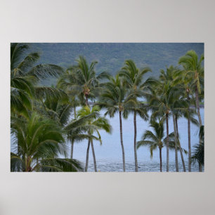 Hawaii-Palmen Poster