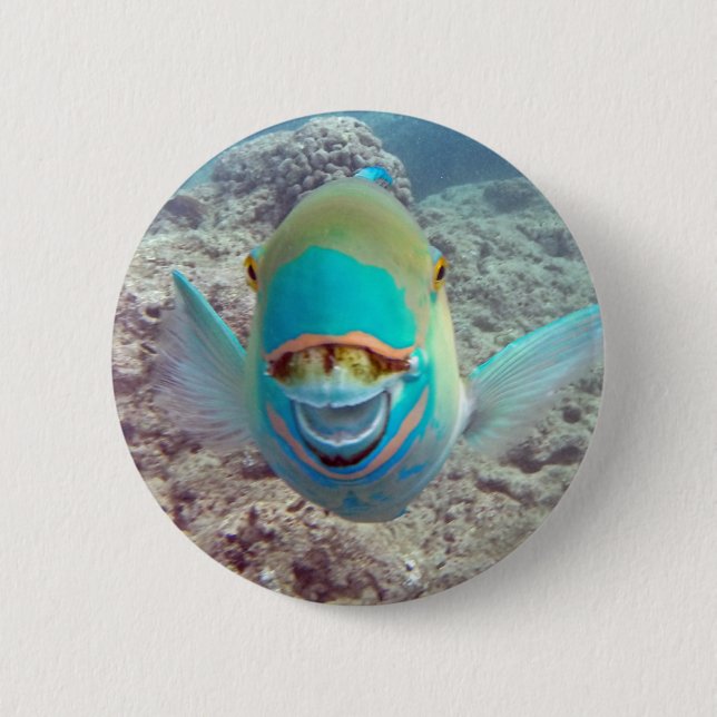 Hawaii-Papageien-Fische Button (Vorderseite)