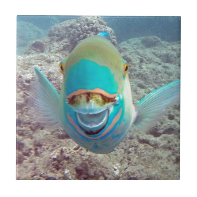 Hawaii Parrot Fish Fliese (Vorderseite)