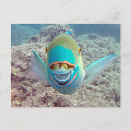 Hawaii Parrot Fish Postkarte