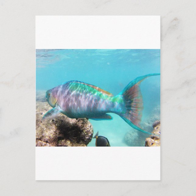 Hawaii Parrot Fish Postkarte (Vorderseite)