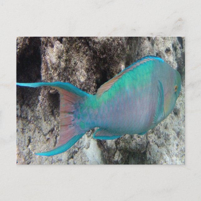 Hawaii Parrot Fish - Uhu Postkarte (Vorderseite)