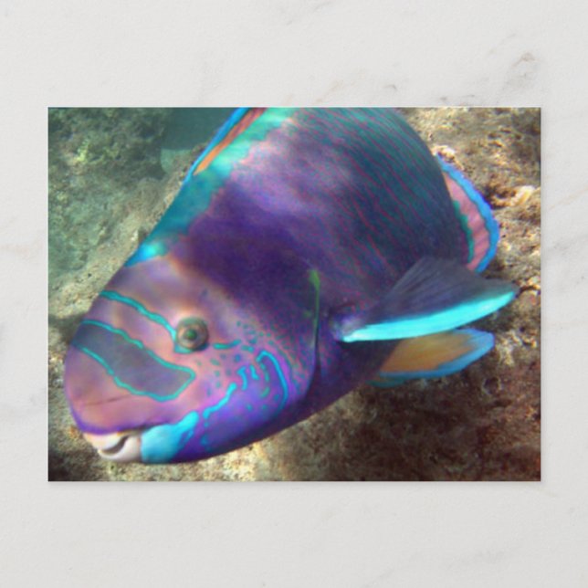 Hawaii Parrot Fish - Uhu Postkarte (Vorderseite)