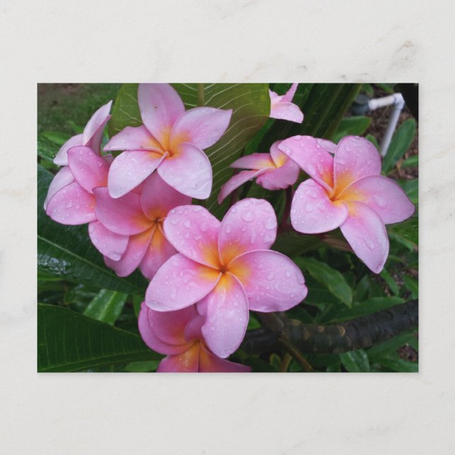 Hawaii Pink Plumeria Blume Postkarte (Vorderseite)