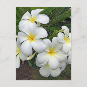Hawaii Plumeria Blume Postkarte