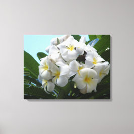 Hawaii Plumeria Leinwanddruck