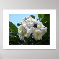 Hawaii Plumeria