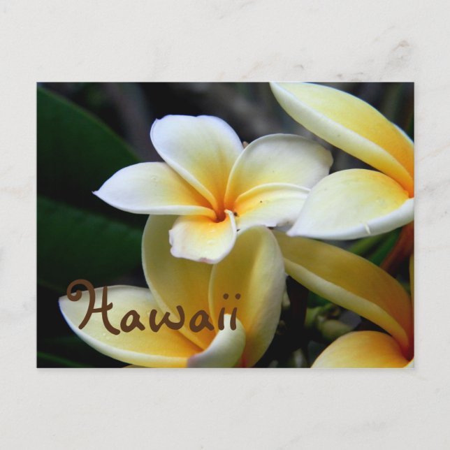 Hawaii Plumeria Postkarte (Vorderseite)