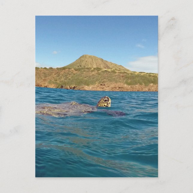Hawaii-Schildkröte Postkarte (Vorderseite)